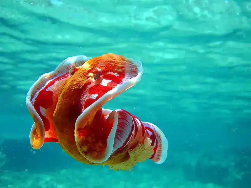 Spanish dancer sea slug, Hexabranchus sanguineus