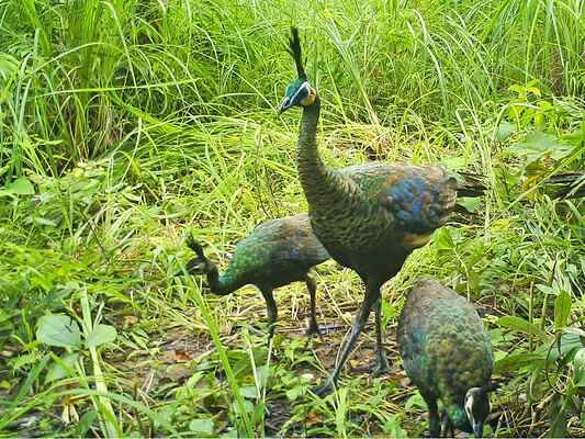 Peacock, Yue bird, Southern guest, Kongjue, Kong bird, Pavo