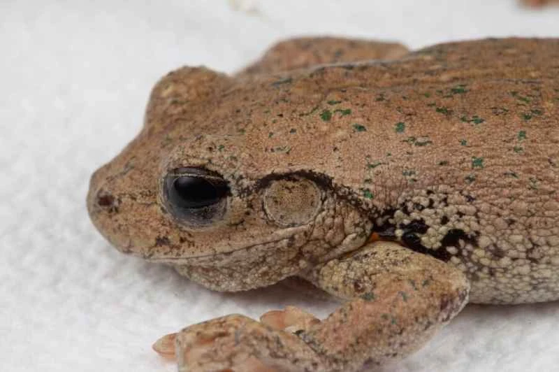 Peron's tree frog