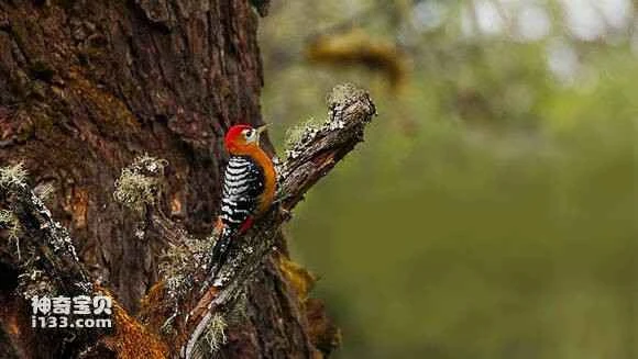 2023052920341136.jpg aba6dc1d8701a18b45419e3b952f07082938fe94_九雷图片转换器.jpg