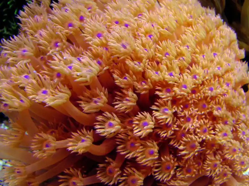 Clustered chrysanthemum coral (potted coral)