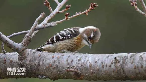 2023052978069538.jpg ac26fbeff01f3a29769c42d79225bc315d607cc2_九雷图片转换器.jpg