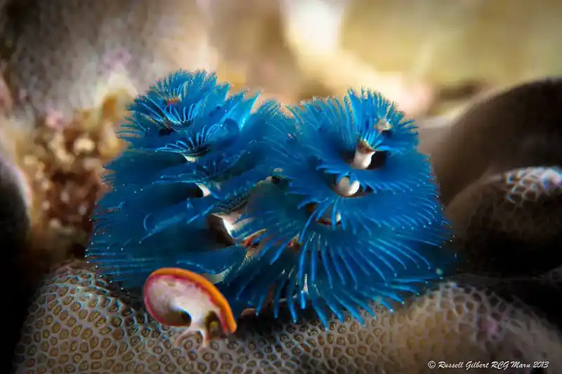 Christmas tree worm