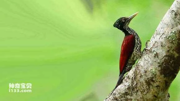 2023070859985417.jpg 52f92811b912c8fcc030ee32f7039245d4882184_九雷图片转换器.jpg