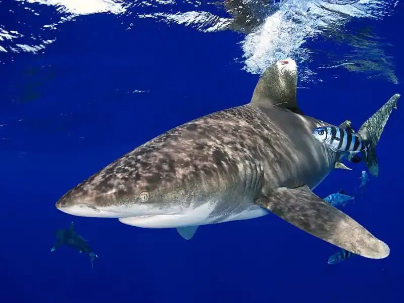 White-tip reef shark, Triaenodon obesus