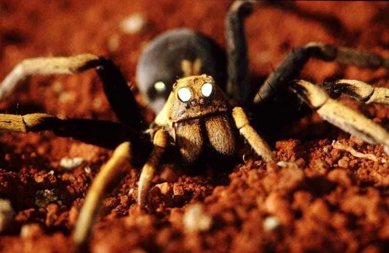 Tarantula