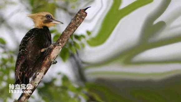 2023062215944651.jpg 158889cc7b899e518dc7c5e149a7d933c9950d69_九雷图片转换器.jpg