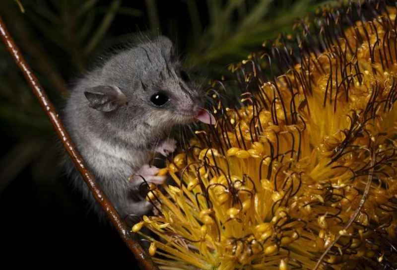 Eastern dwarf possum