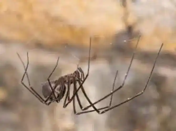 Tasmanian cave spiders