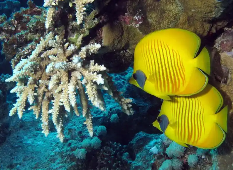 Butterflyfish (Chaetodontidae)