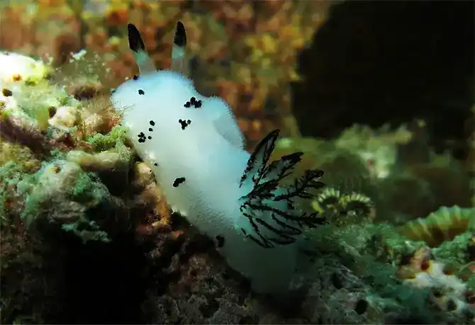 Black-ringed sea slug (Black-ringed sea hare)