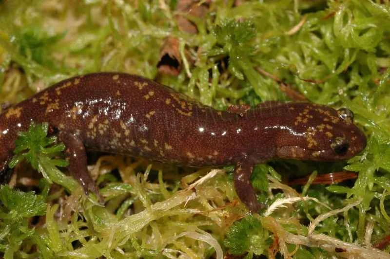 Taiwanese Salamander