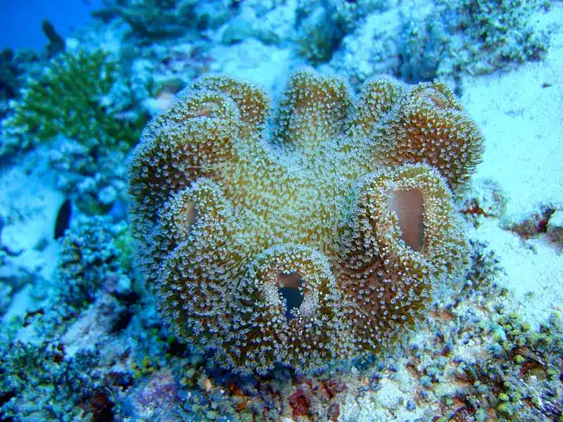 Elegant Leather Coral