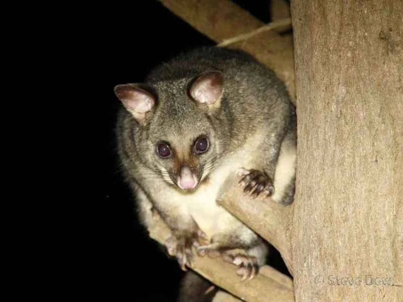 Common brushtail possum