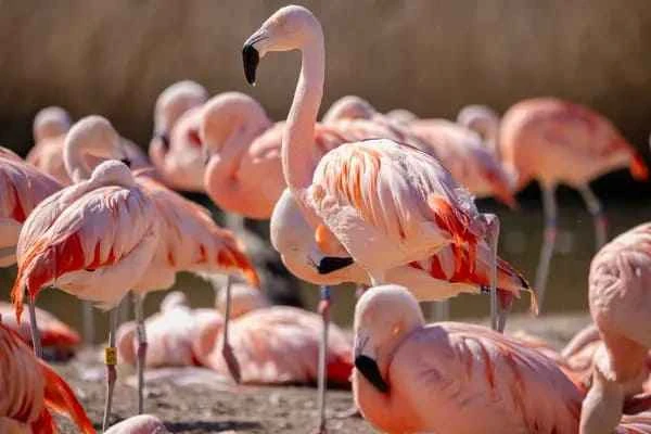 Chilean flamingos