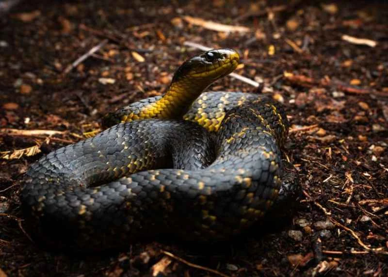 Tiger snake, Notechis scutatus