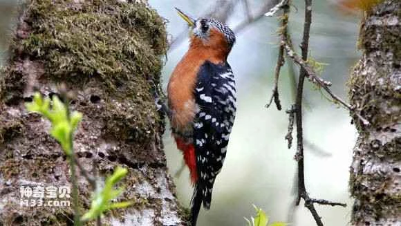 2023052968622667.jpg 93acf383d158ccbf3b19394e12d8bc3eb0354194_九雷图片转换器.jpg