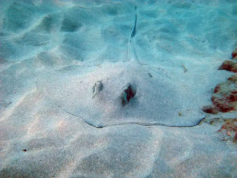 Japanese red stingray (Hemitrygon akajei｜formerly known as Dasyatis akajei)