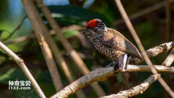 2023070952489796.jpg 9263fc12b07eca805c4999069a2397dda0448372_九雷图片转换器.jpg