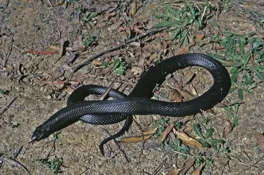 Blue-bellied Black Snake