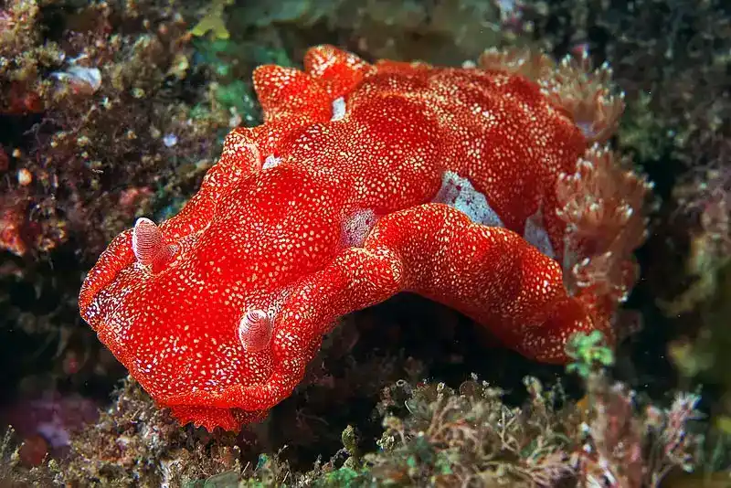 Spanish dancer sea slug