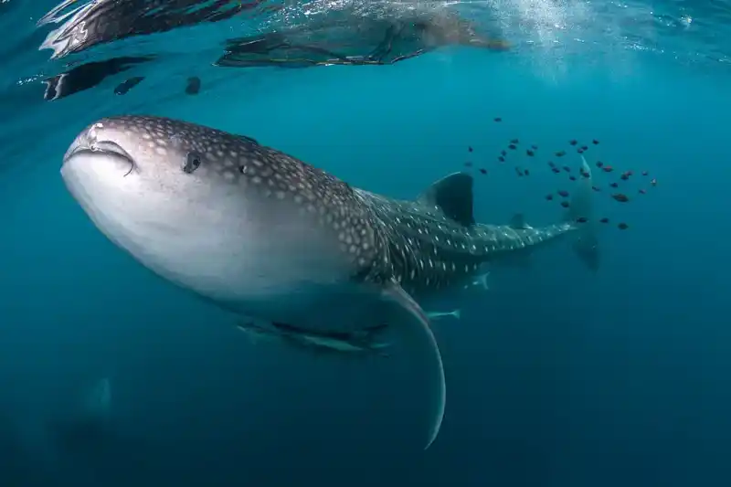 whale shark