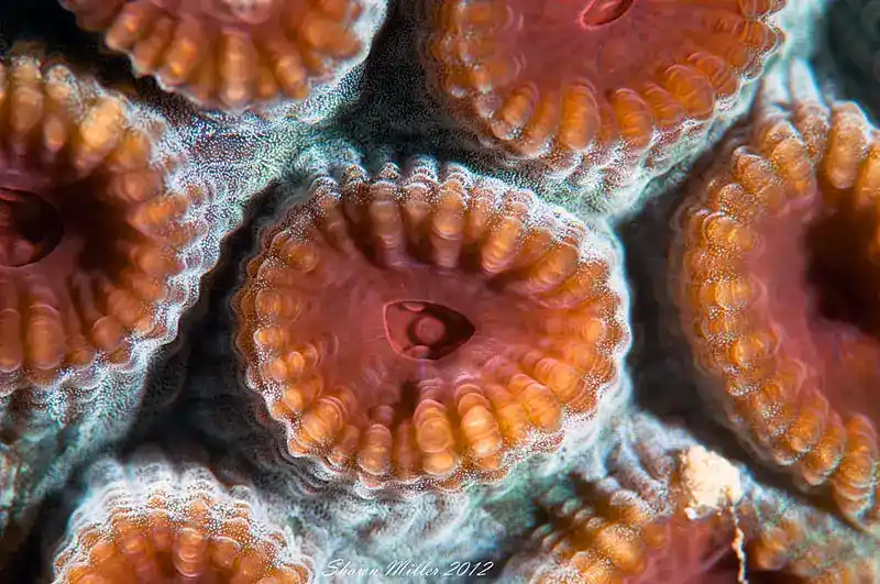 Ornate honeycomb coral (or ornate brain coral)
