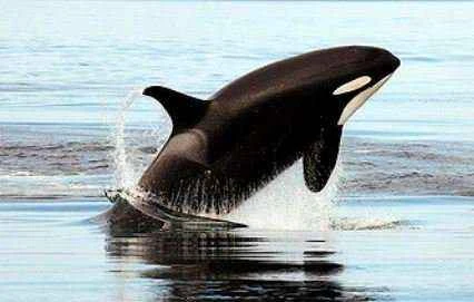 Orca, Orcinus orca