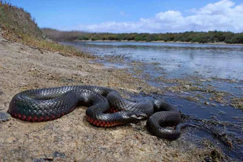 Red-bellied Black Snake
