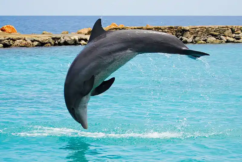 dolphin