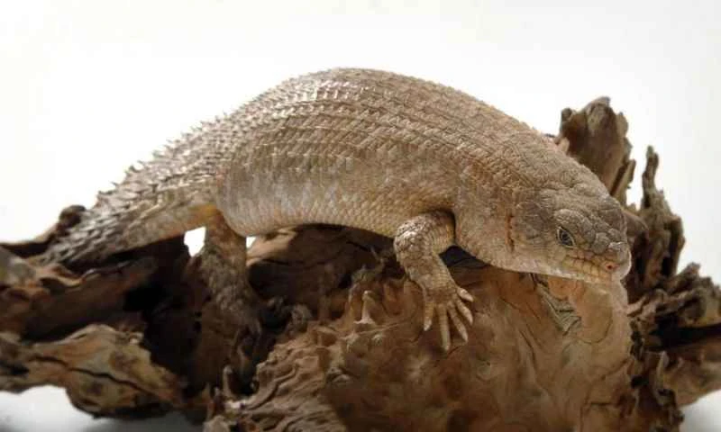 Egernia stokesii
