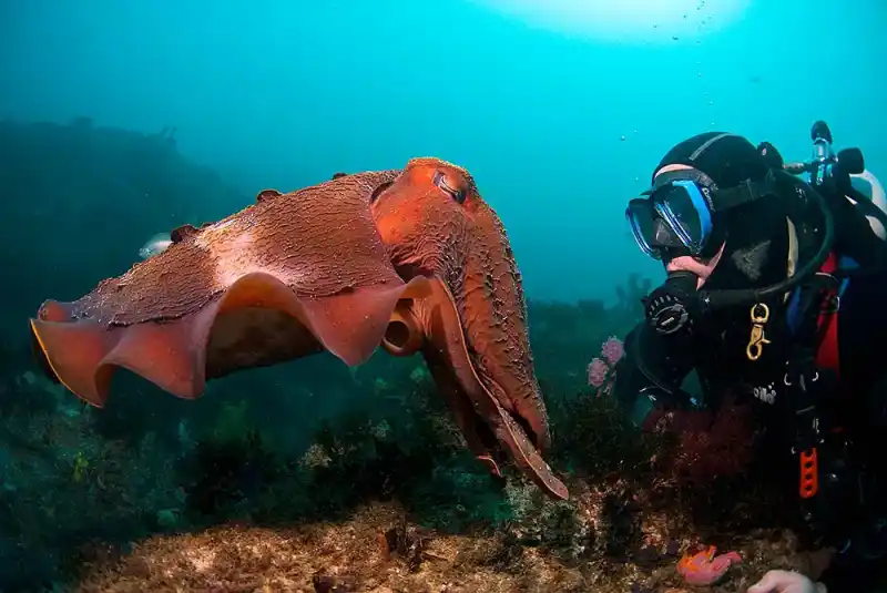 Australian giant squid