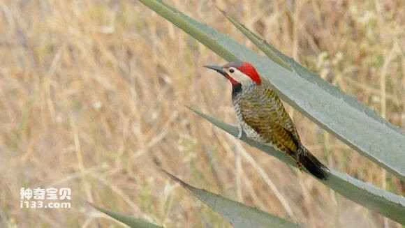 2023070619758828.jpg 2a349d1ebe096b6351ef6daa07338744e9f8accd_九雷图片转换器.jpg