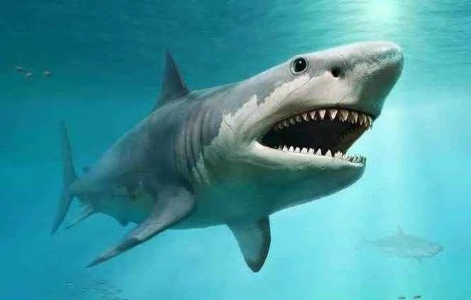 Megalodon, Megalodon, Megalodon