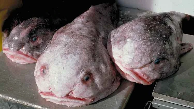 Blobfish