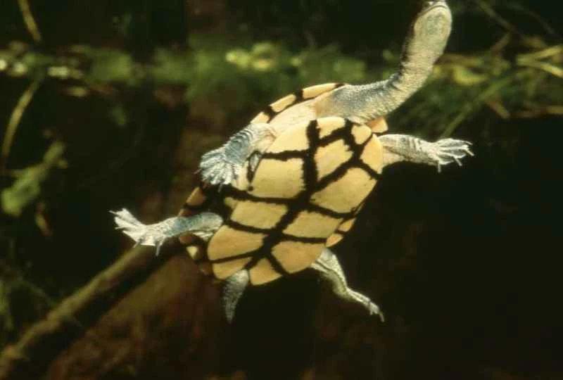 Eastern snake-necked turtle, Chelodina longicollis