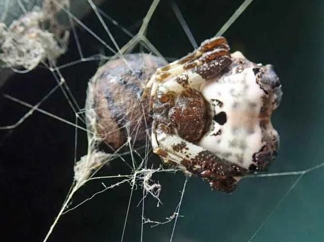 Bird guano spider, Araneidae (represented by Celaenia excavata)