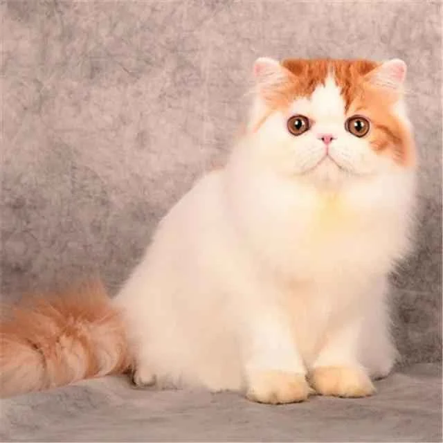 Persian cat, including Persian, Chinchilla, Himalayan, and long-haired cats.