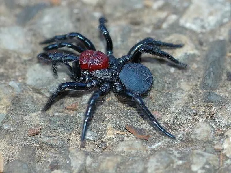 Missulena occatoria (Red-headed mouse spider)