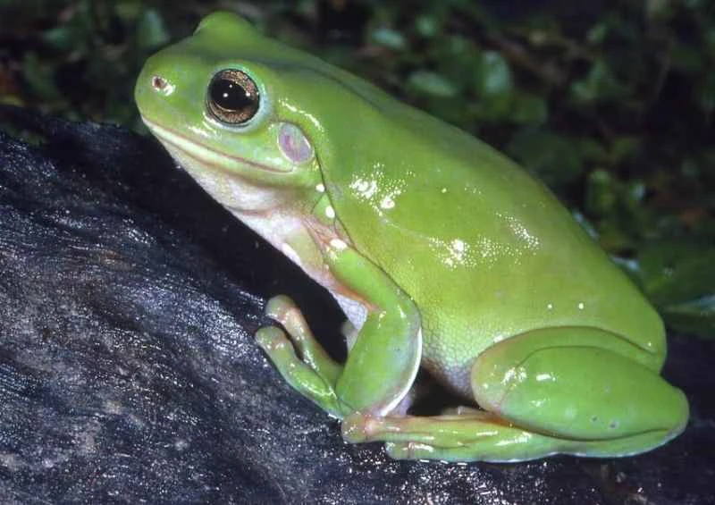 Australian green tree frog, Litoria caerulea