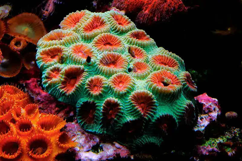 Ornate honeycomb coral (or ornate brain coral)