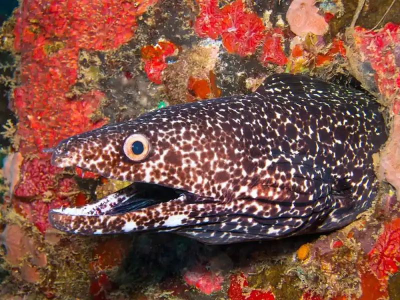 Snow eel (Echidna nebulosa｜Old name: Muraena pardalis)
