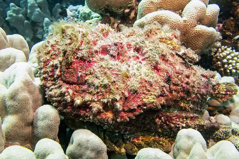 Reef fish / Stonefish