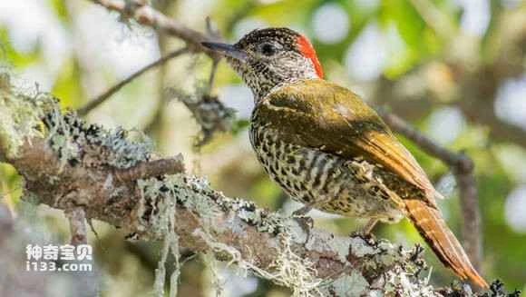 2023060115726654.jpg d26dd1086b63f62430875fbe8c44ebf81b4ca32c_九雷图片转换器.jpg