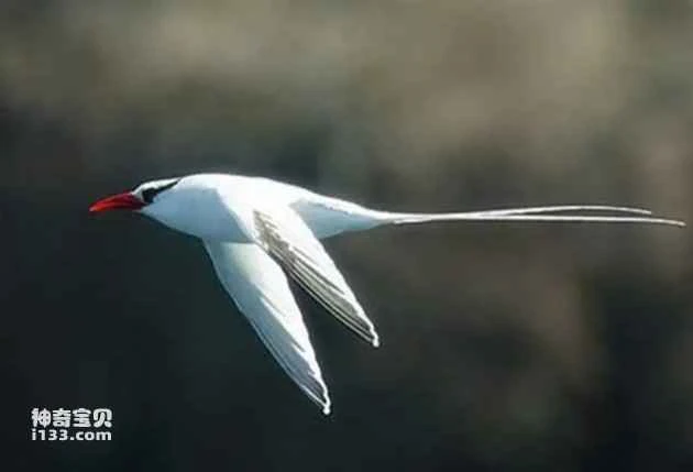 Red-billed Wren, a tropical bird, also known as the Short-tailed Wren or Red-billed Tropical Bird.