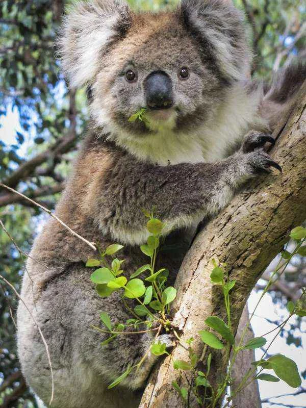 Koala, Phascolarctos cinereus