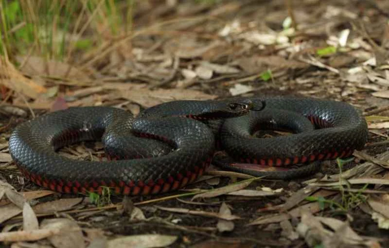 Red-bellied Black Snake