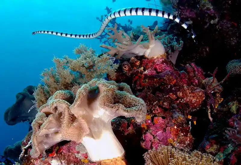 Sea Snakes (Overview)