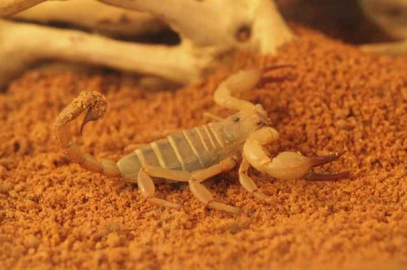 Desert Scorpion, Urodaceus yaschenkoi