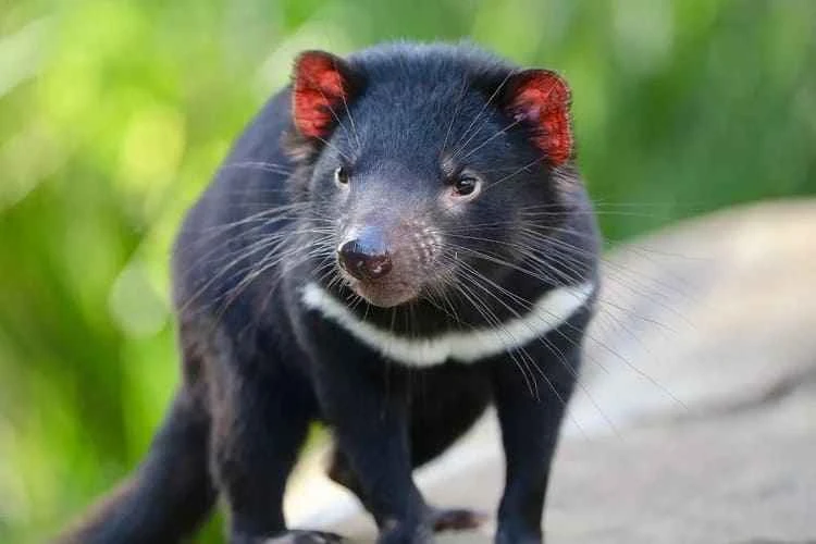 Tasmanian devil (Sarcophilus harrisii)
